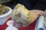 White truffles grow in our woods
